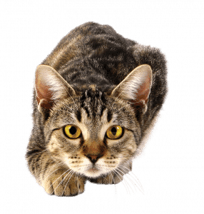 CHAT final