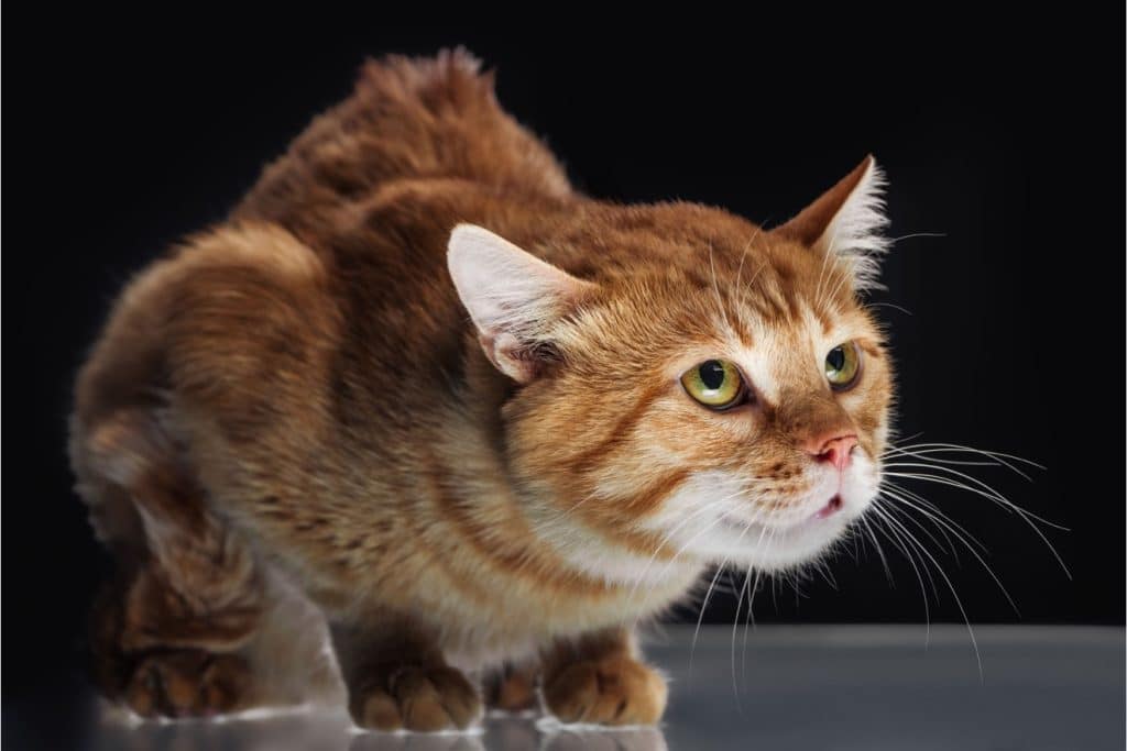 Chat apeuré montrant des signes de stress et d’anxiété