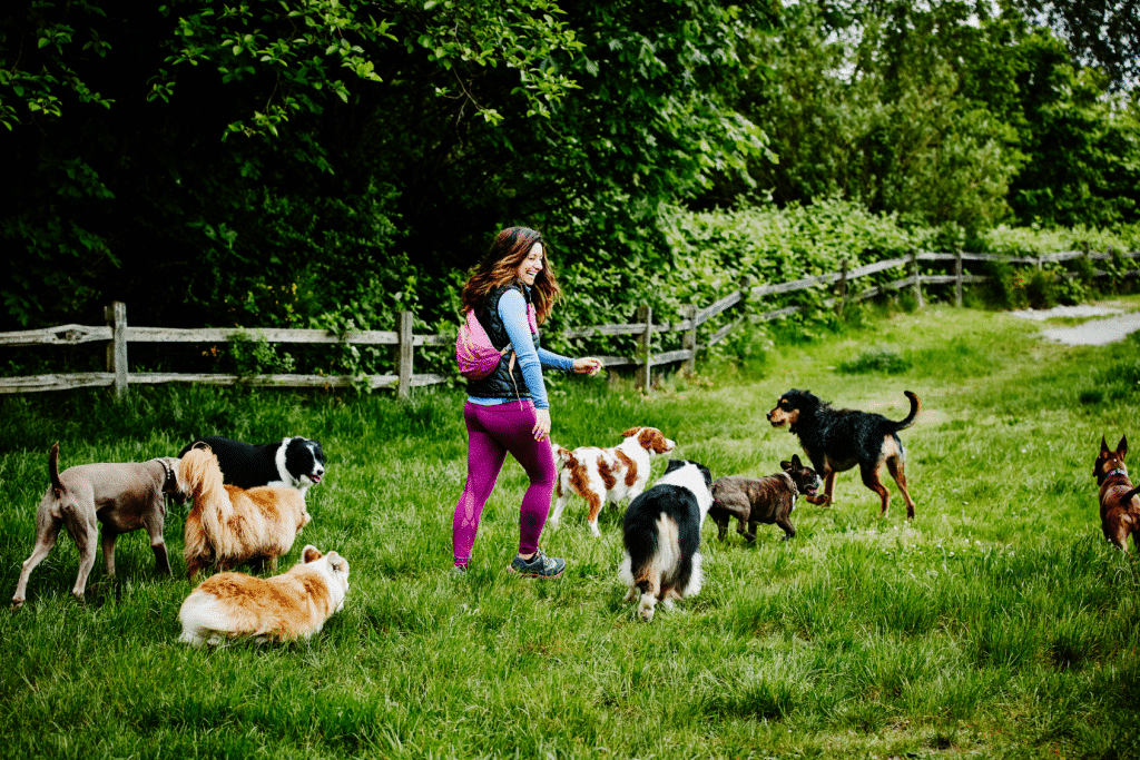 pension pour animaux pet daycare