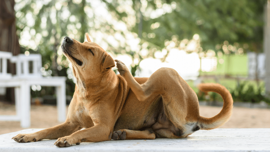 Chien qui se gratte à cause d’allergies saisonnières ou alimentaires – Oven-Baked Tradition