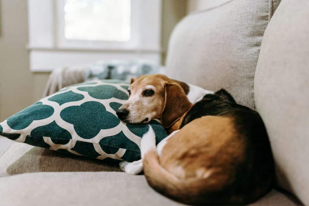 Dog Sleeping Inside