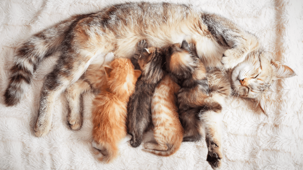 Quatre chatons avec leur mère