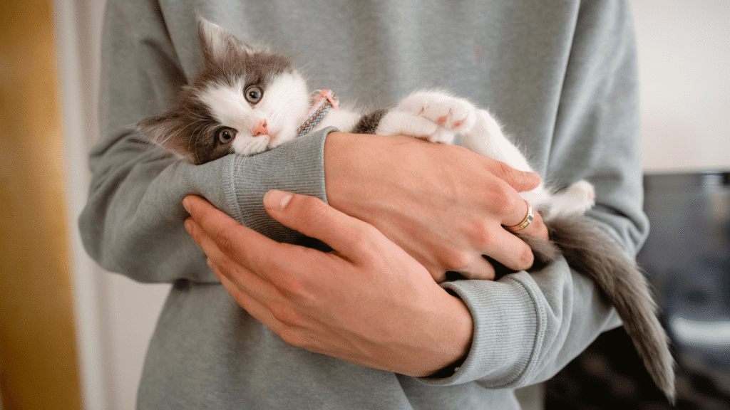 Chaton dans les bras de son maître dans un environnement préparé pour son arrivée.