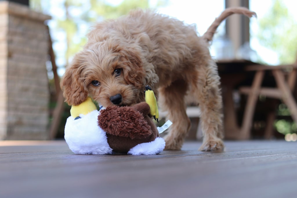 Chiot jouant avec un jouet, combinant stimulation et gâteries Oven-Baked Tradition pour l’entraînement.