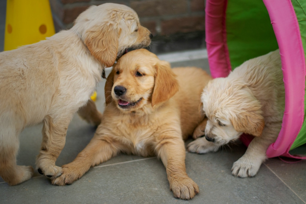 Trois chiots socialisant et jouant ensemble, utilisant les gâteries Oven-Baked Tradition pour l’entraînement lors des premières séances de socialisation.