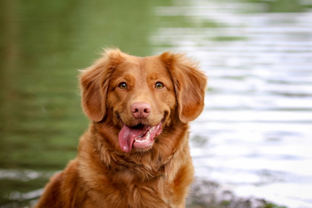 Chien heureux avec une bonne santé dentaire près d’un lac grâce aux conseils de prévention Oven-Baked Tradition