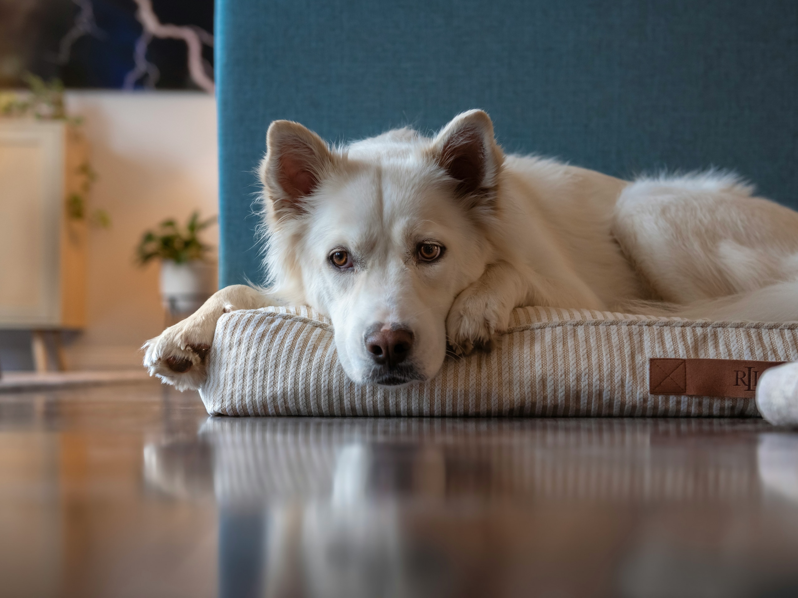 Chien détendu dans un intérieur cosy, conseils pour le confort et le repos des chiens à la maison.