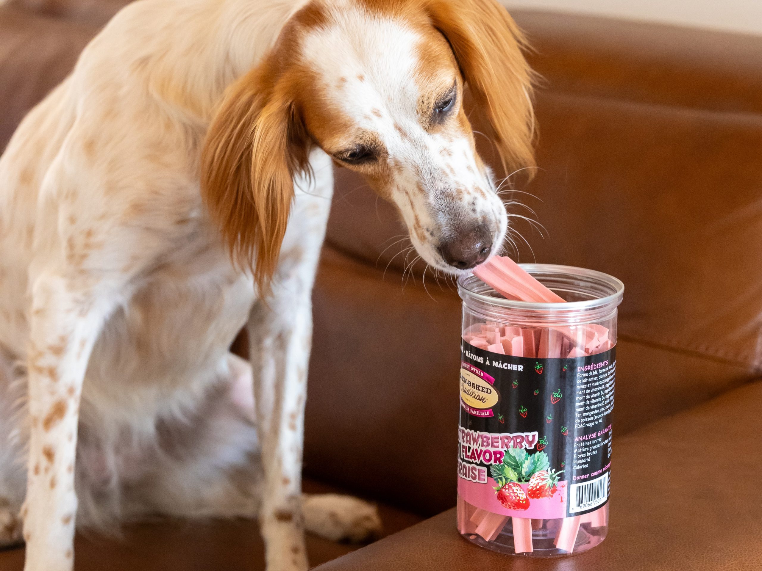 Chien blanc et roux reniflant un pot de bâtons à mâcher, pour un moment de détente et d’apaisement.