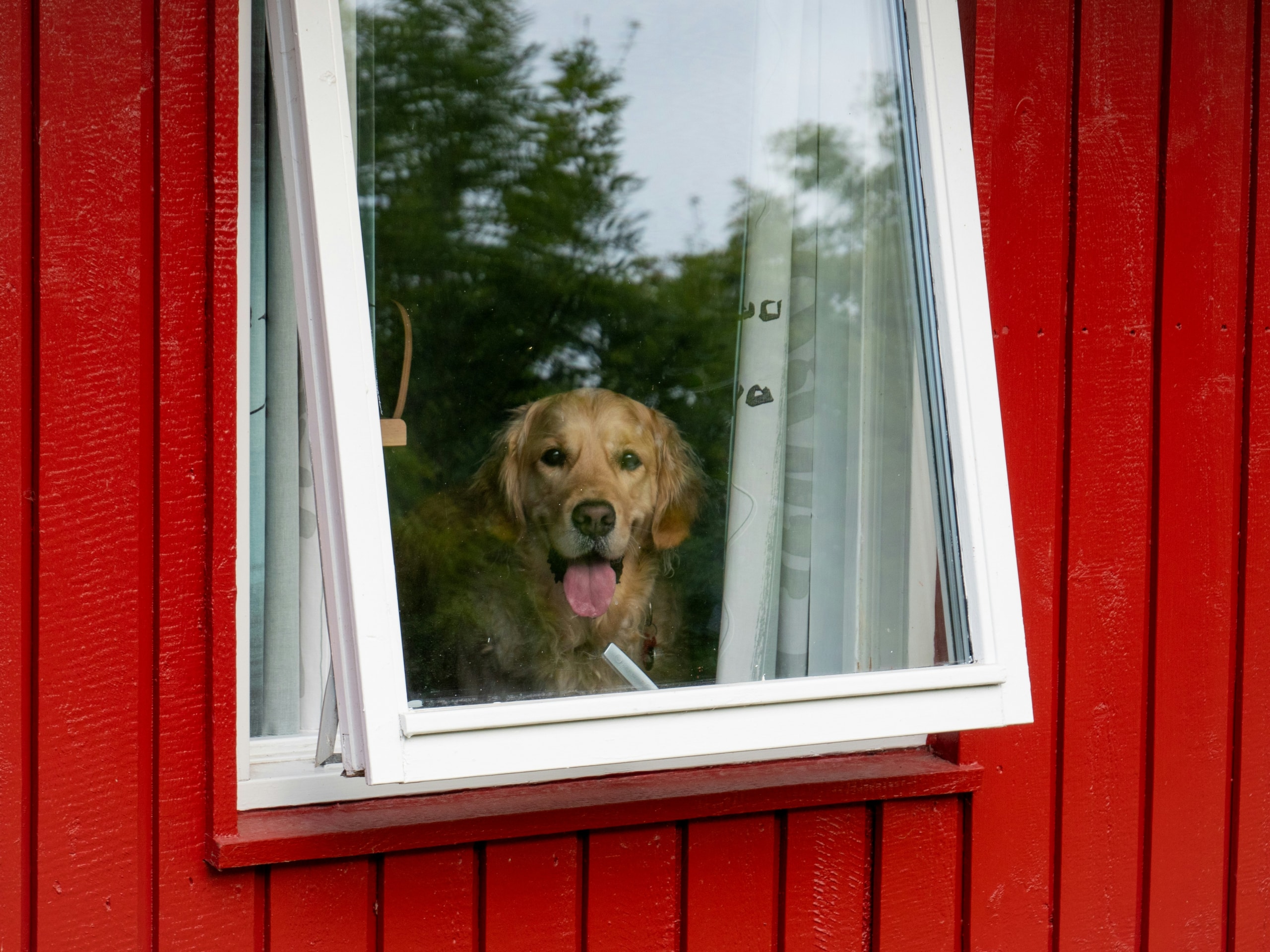 Chien regardant par la fenêtre d’une maison rouge en attendant le retour de son propriétaire
