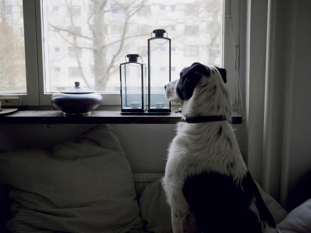 Chien regardant par la fenêtre depuis un canapé, illustration du comportement canin et de la solitude à la maison.