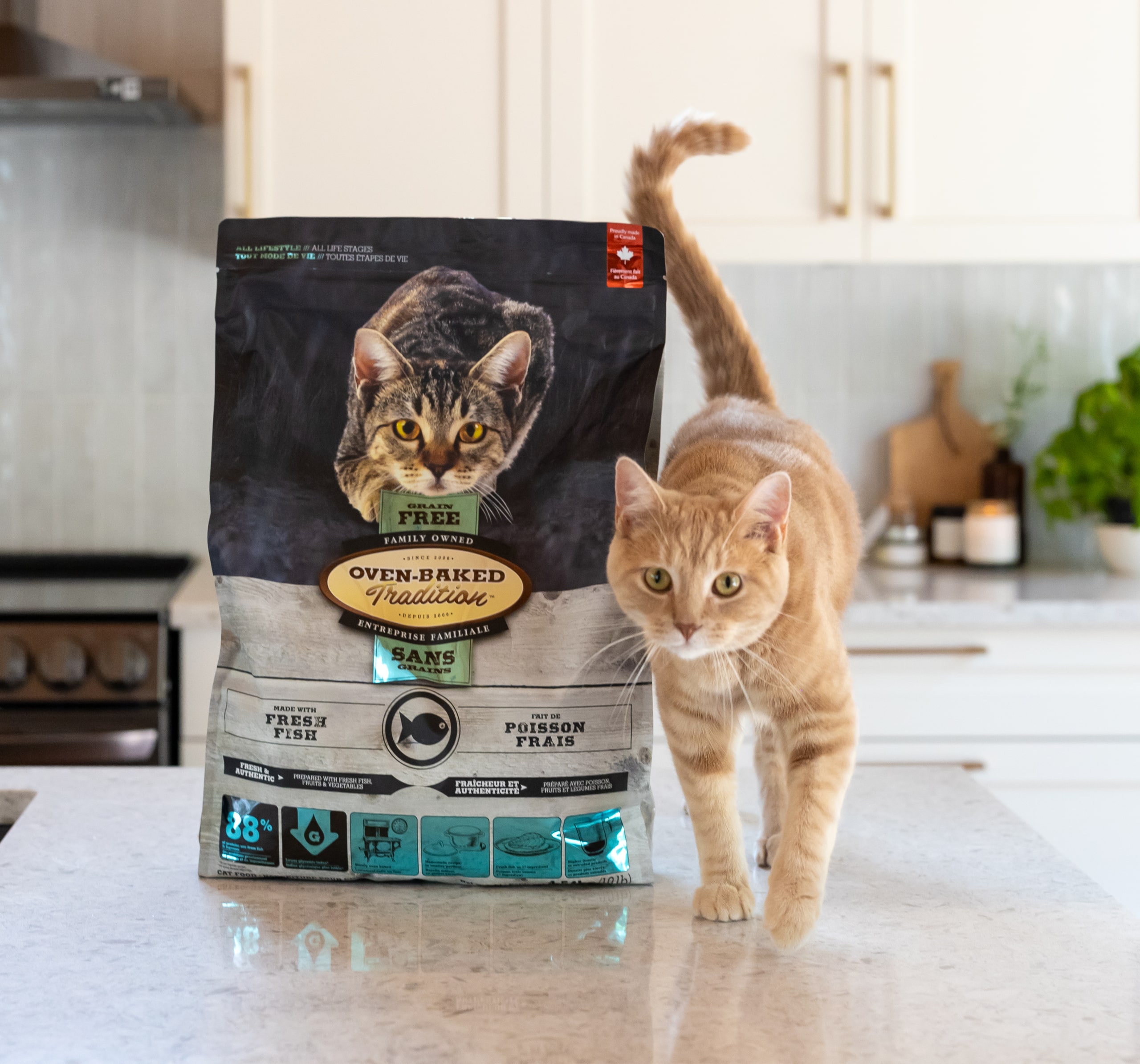 Chat à côté d’un sac de nourriture Oven-Baked Tradition sans grains, idéale pour prévenir le diabète et le surpoids chez les chats.