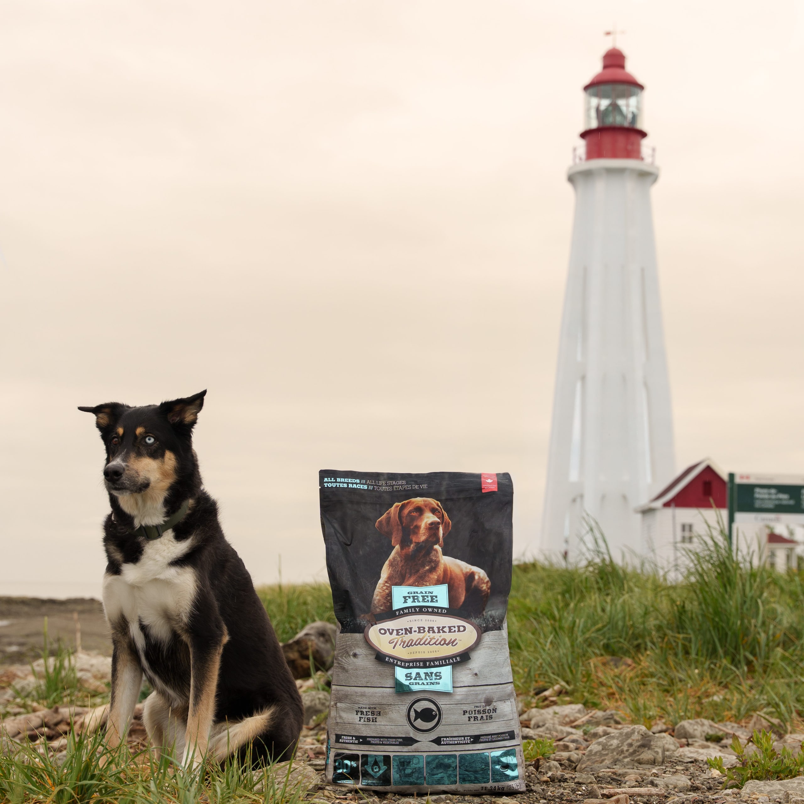 Chien assis à côté d’un sac de nourriture hypoallergénique Oven-Baked Tradition devant un phare canadien