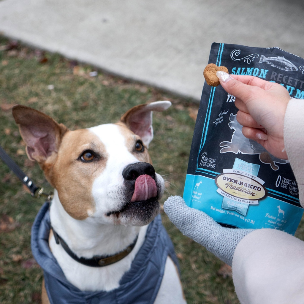 Chien en plein dressage à l’extérieur avec des gâteries d’entraînement pour chien Oven-Baked Tradition sans grains, saveur Saumon avec fruits et légumes, fabriquées au Québec et cuites au four.