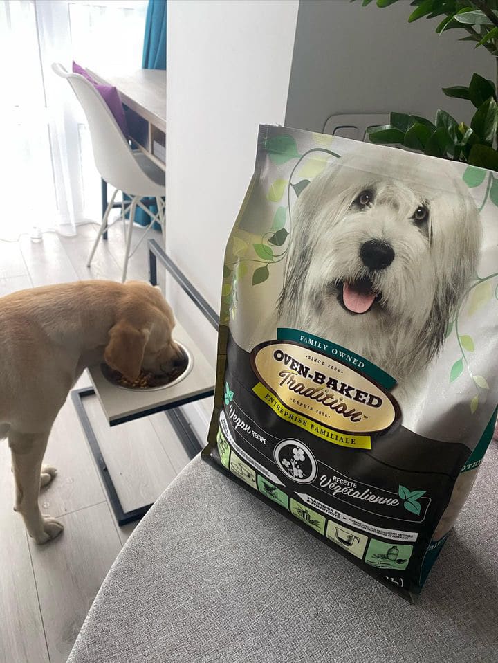 Chien mangeant de la nourriture végétalienne hypoallergénique Oven-Baked Tradition