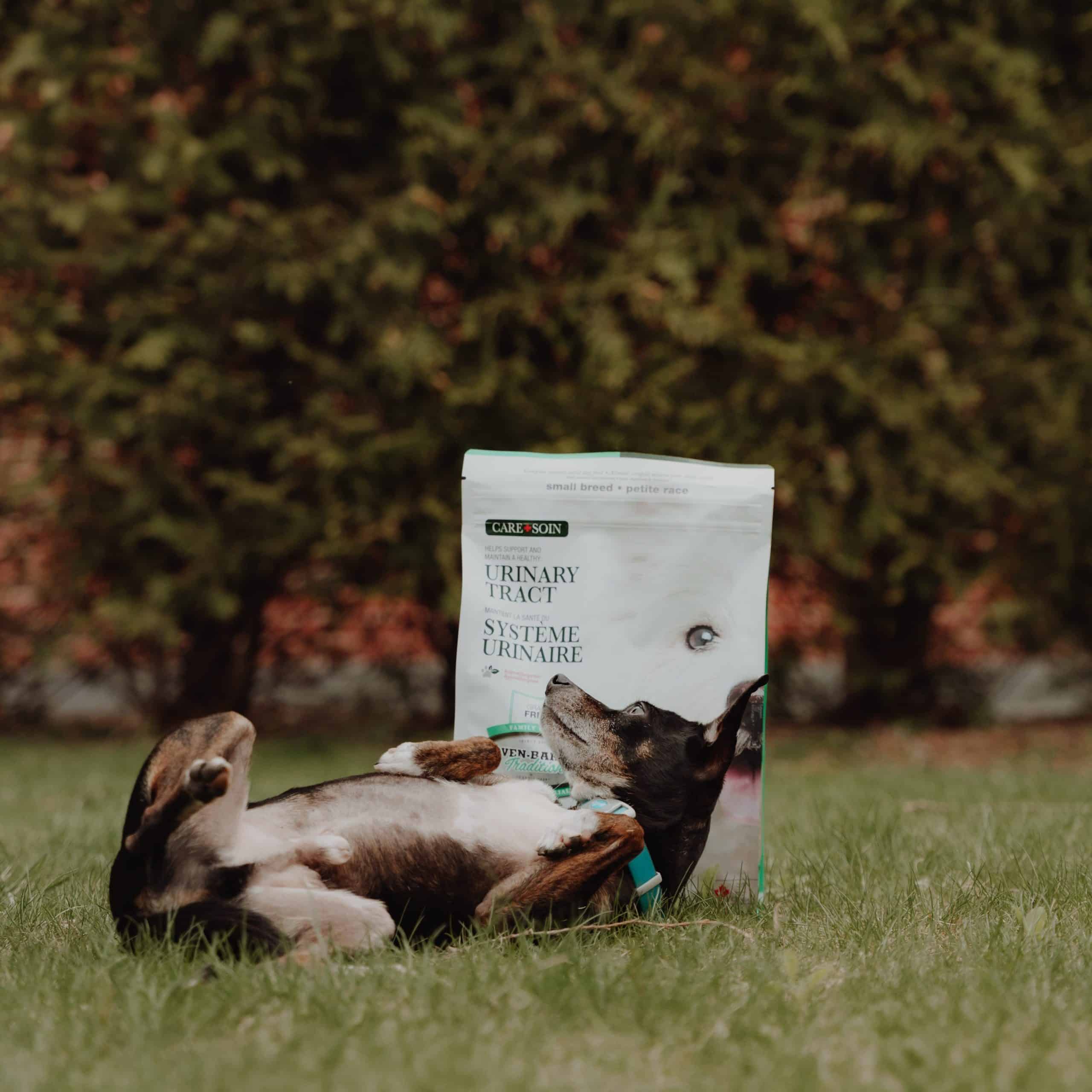 Chien de petite race heureux et en pleine santé jouant devant un sac de nourriture Oven-Baked Tradition pour la santé urinaire – formule sans grains au canard