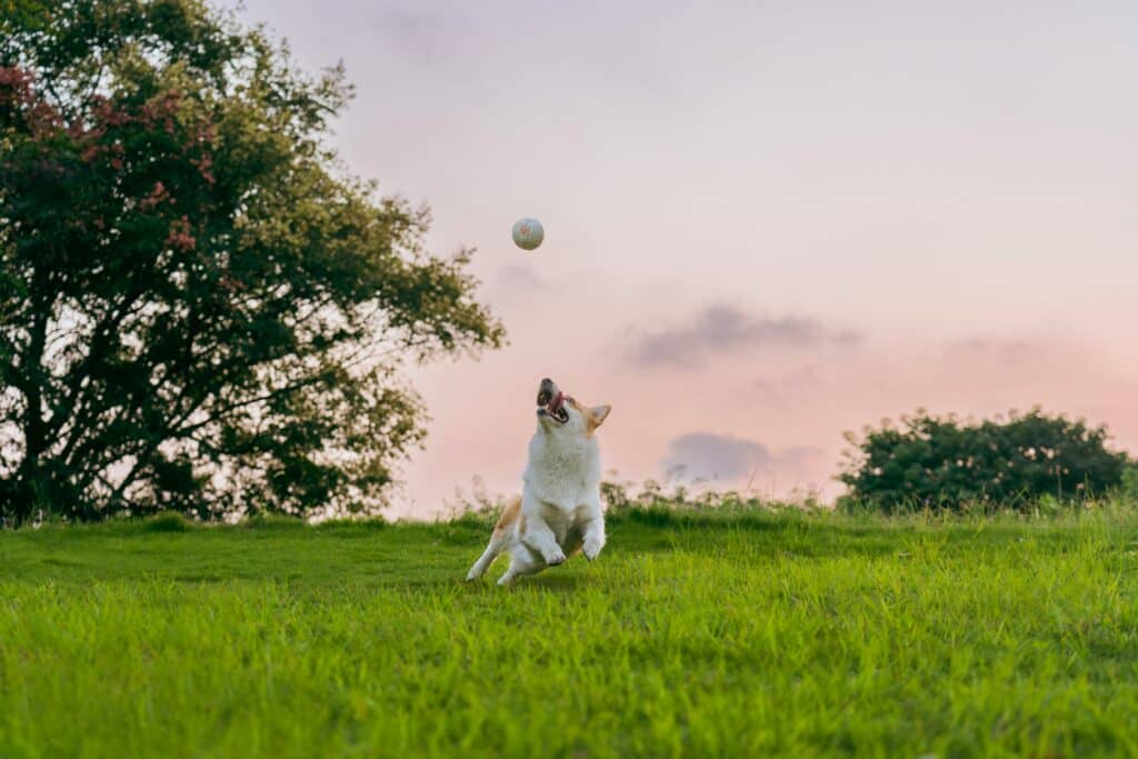 Dog Park Etiquette Rules and Best Practices for Safe Visits